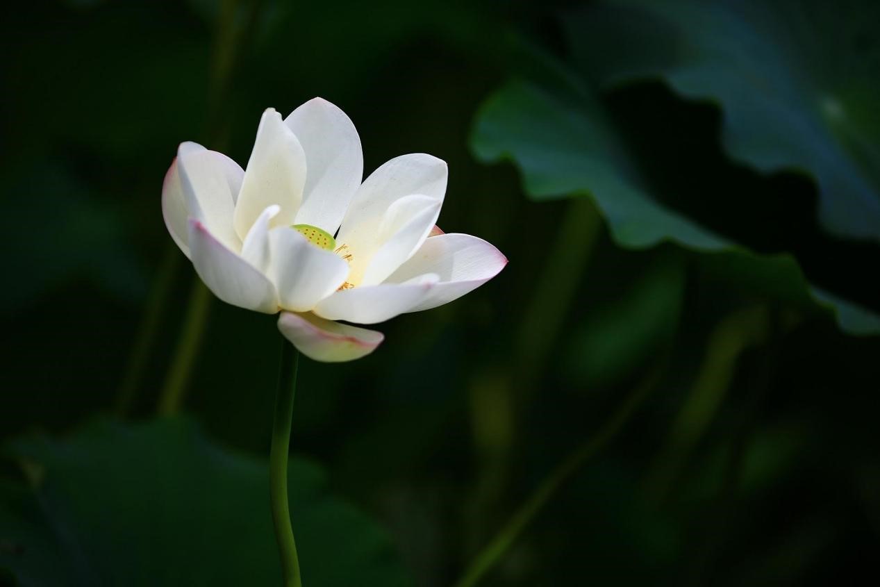 碗莲种子的种植方法与过程